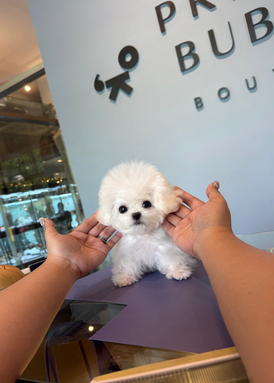 Taneo - Mini Bichon (White)