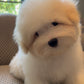 Robert - Coton de Tulear (White)