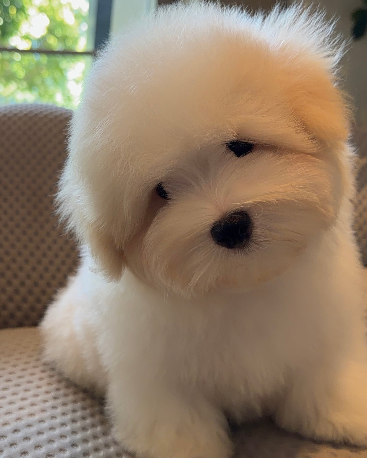 Robert - Coton de Tulear (White)