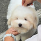 Robert - Coton de Tulear (White)