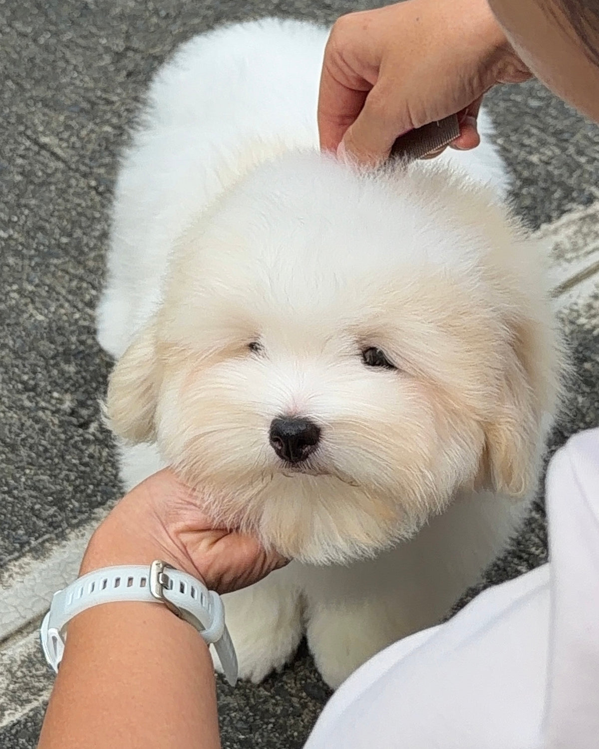 Robert - Coton de Tulear (White)