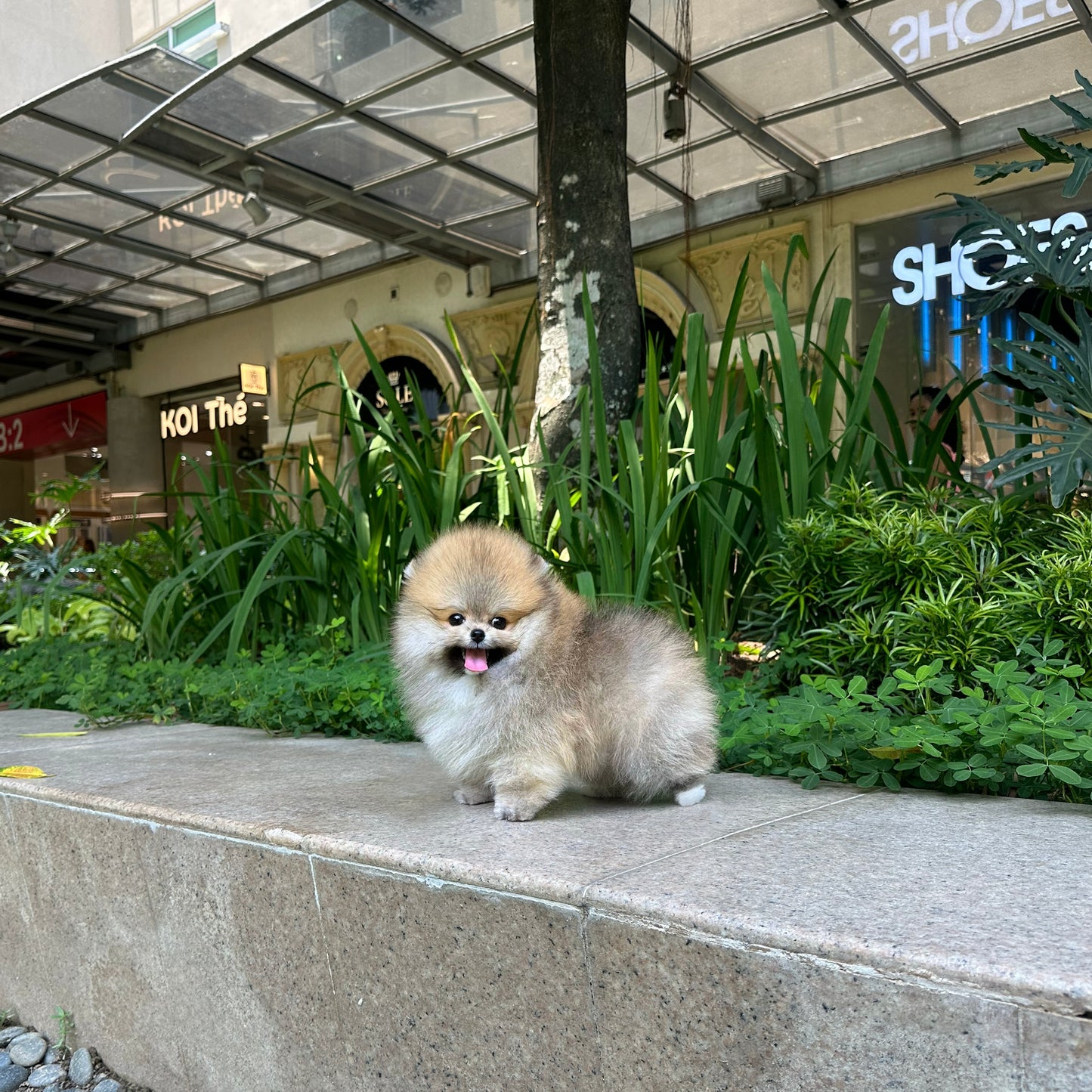 Caramel - Pomeranian (Orange)