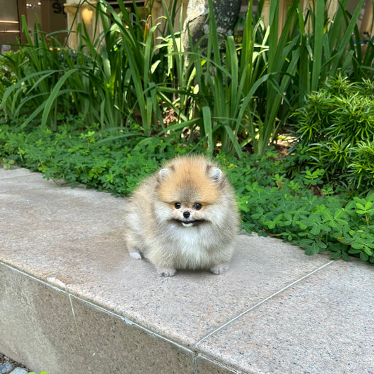 Caramel - Pomeranian (Orange)