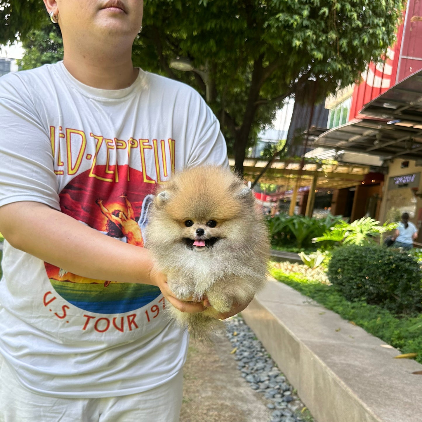 Caramel - Pomeranian (Orange)