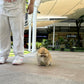 Caramel - Pomeranian (Orange)