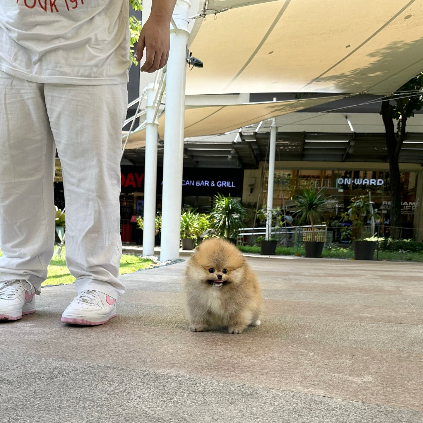 Caramel - Pomeranian (Orange)