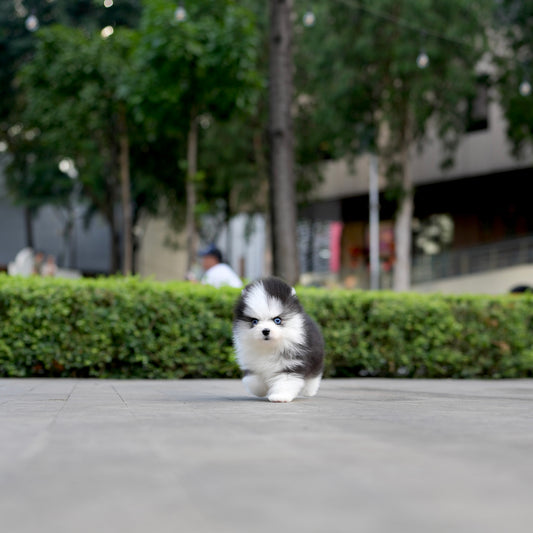 Moli - Mini Pomsky (Black & White)