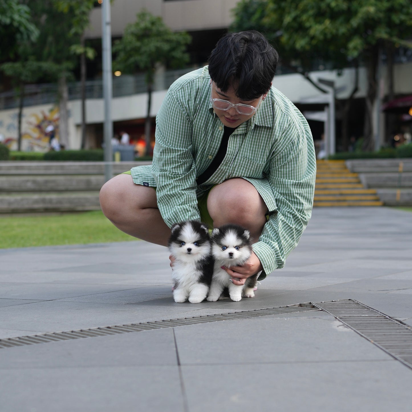 Moli - Mini Pomsky (Black & White)