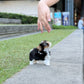 Gan-gan - Biewer Terrier (Tricolor)