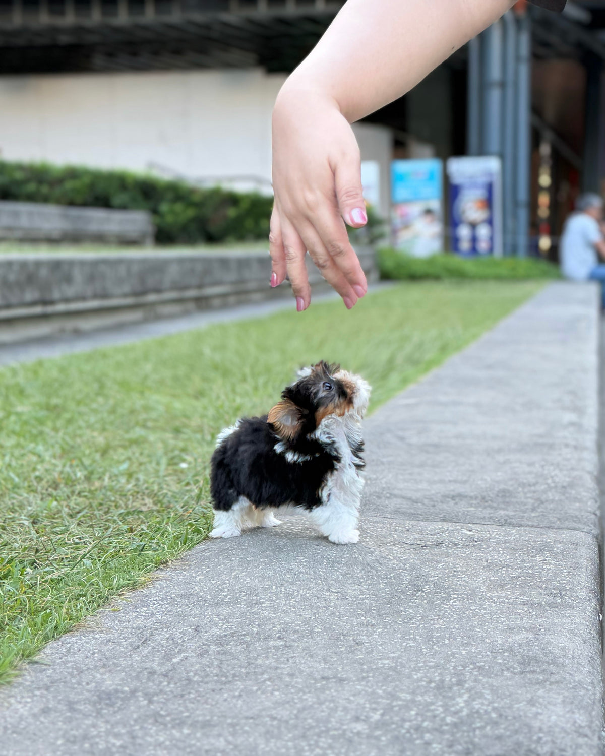 Gan-gan - Biewer Terrier (Tricolor)
