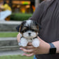 Gan-gan - Biewer Terrier (Tricolor)