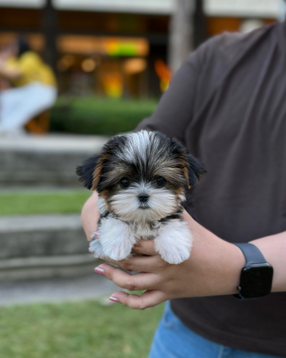 Gan-gan - Biewer Terrier (Tricolor)