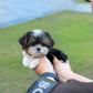 Gan-gan - Biewer Terrier (Tricolor)