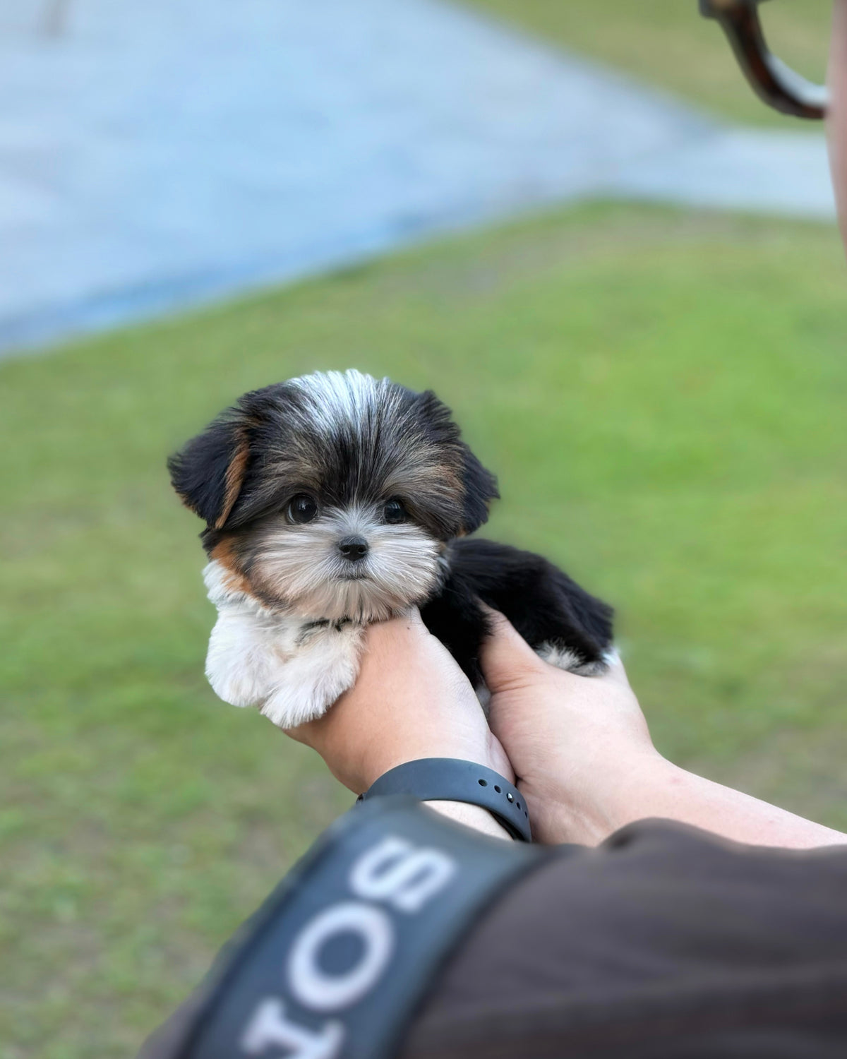 Gan-gan - Biewer Terrier (Tricolor)