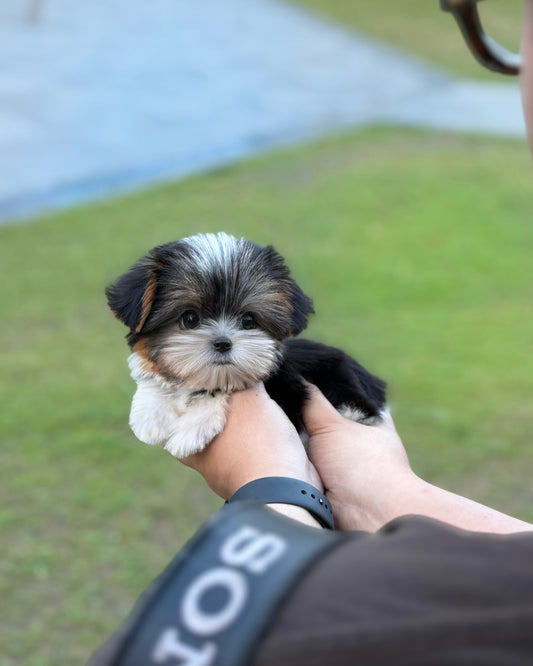 Gan-gan - Biewer Terrier (Tricolor)