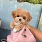 Jom - Maltipoo (Brown & White)