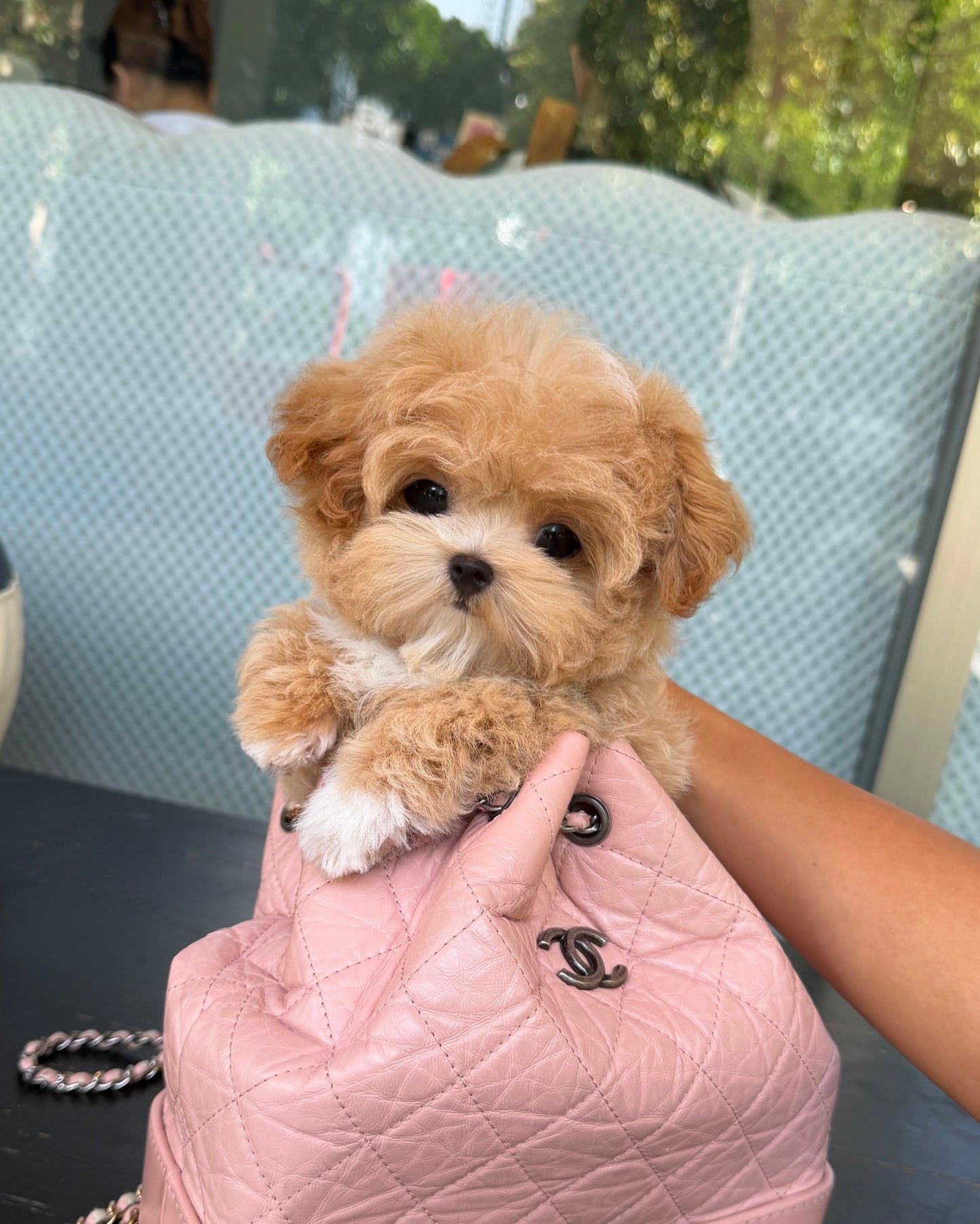 Jom - Maltipoo (Brown & White)