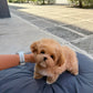 Jom - Maltipoo (Brown & White)