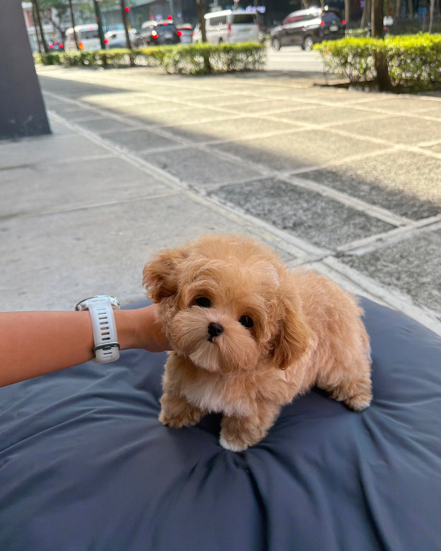 Jom - Maltipoo (Brown & White)