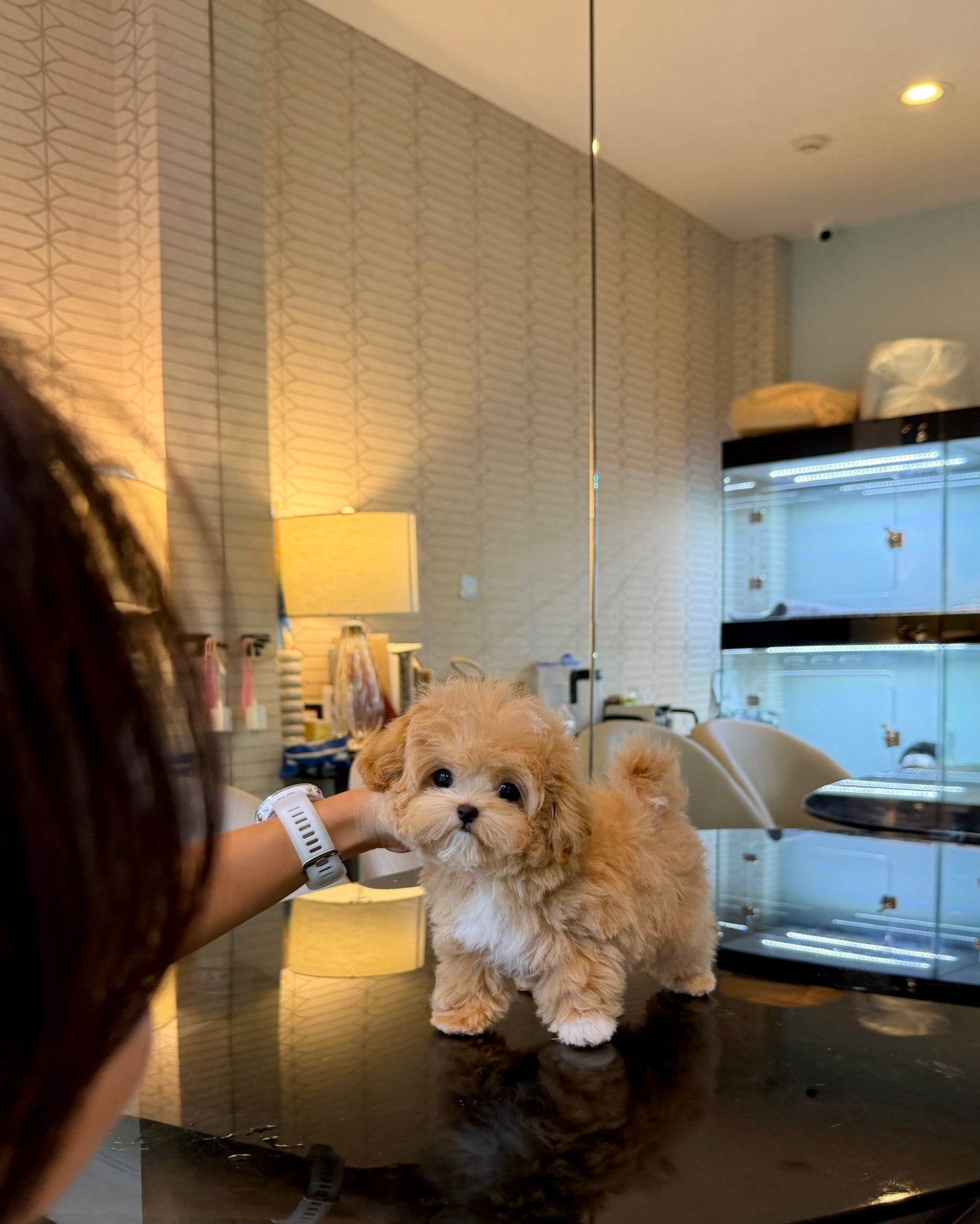 Jom - Maltipoo (Brown & White)