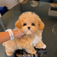 Jom - Maltipoo (Brown & White)