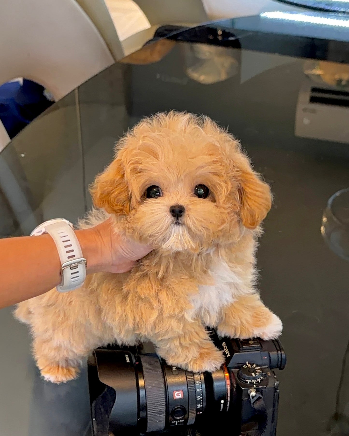 Jom - Maltipoo (Brown & White)