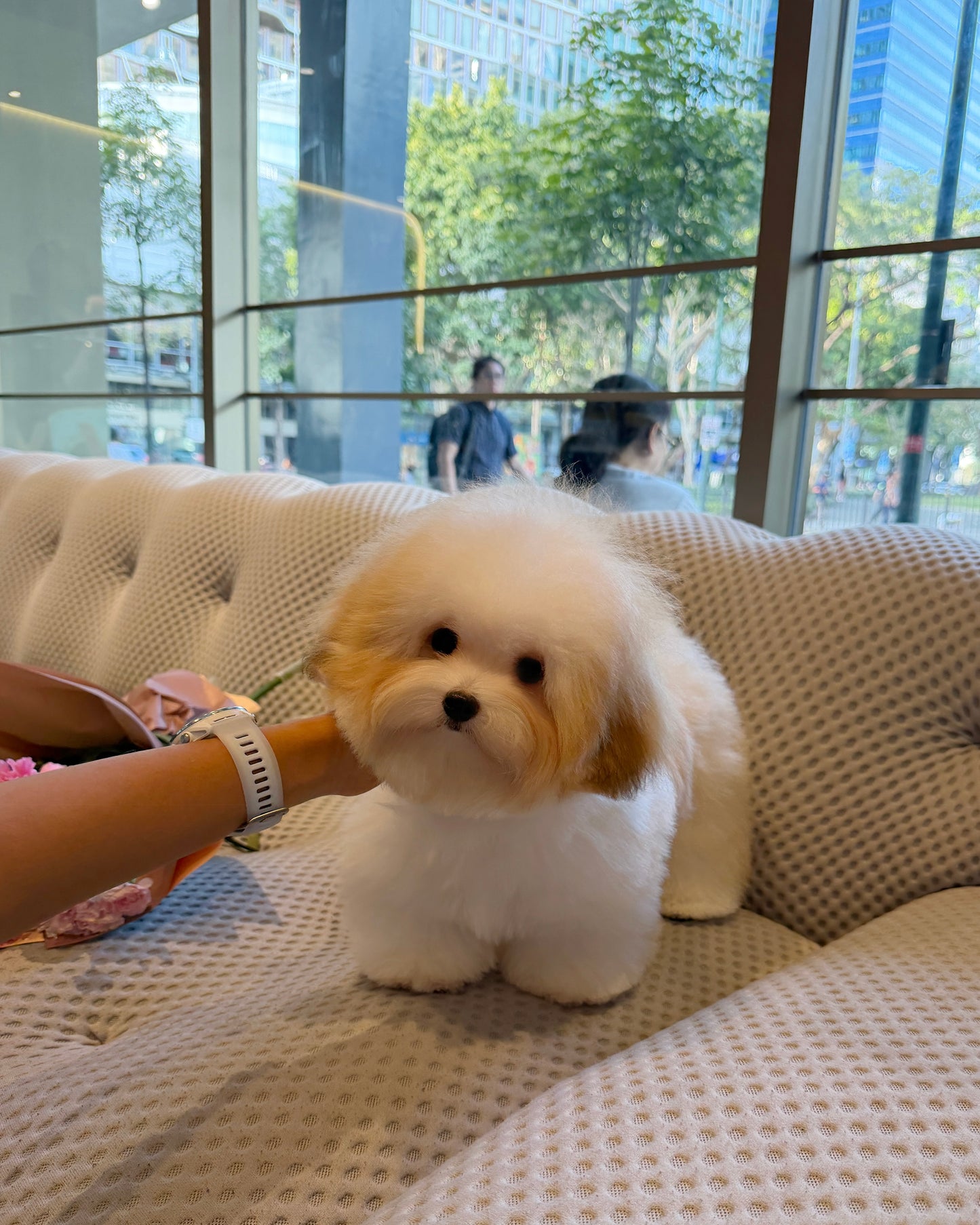 Freya - Coton de Tulear (Parti)
