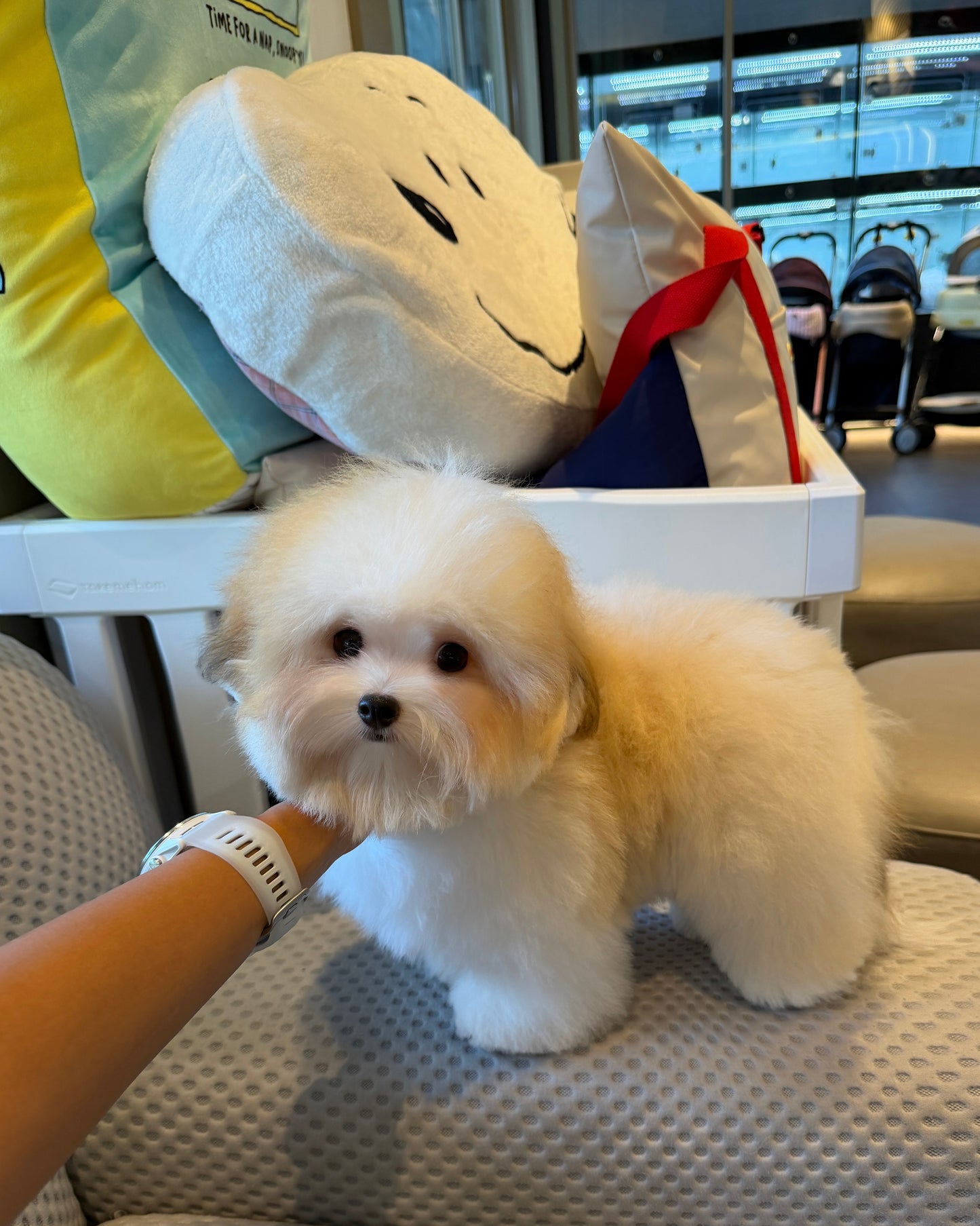 Freya - Coton de Tulear (Parti)
