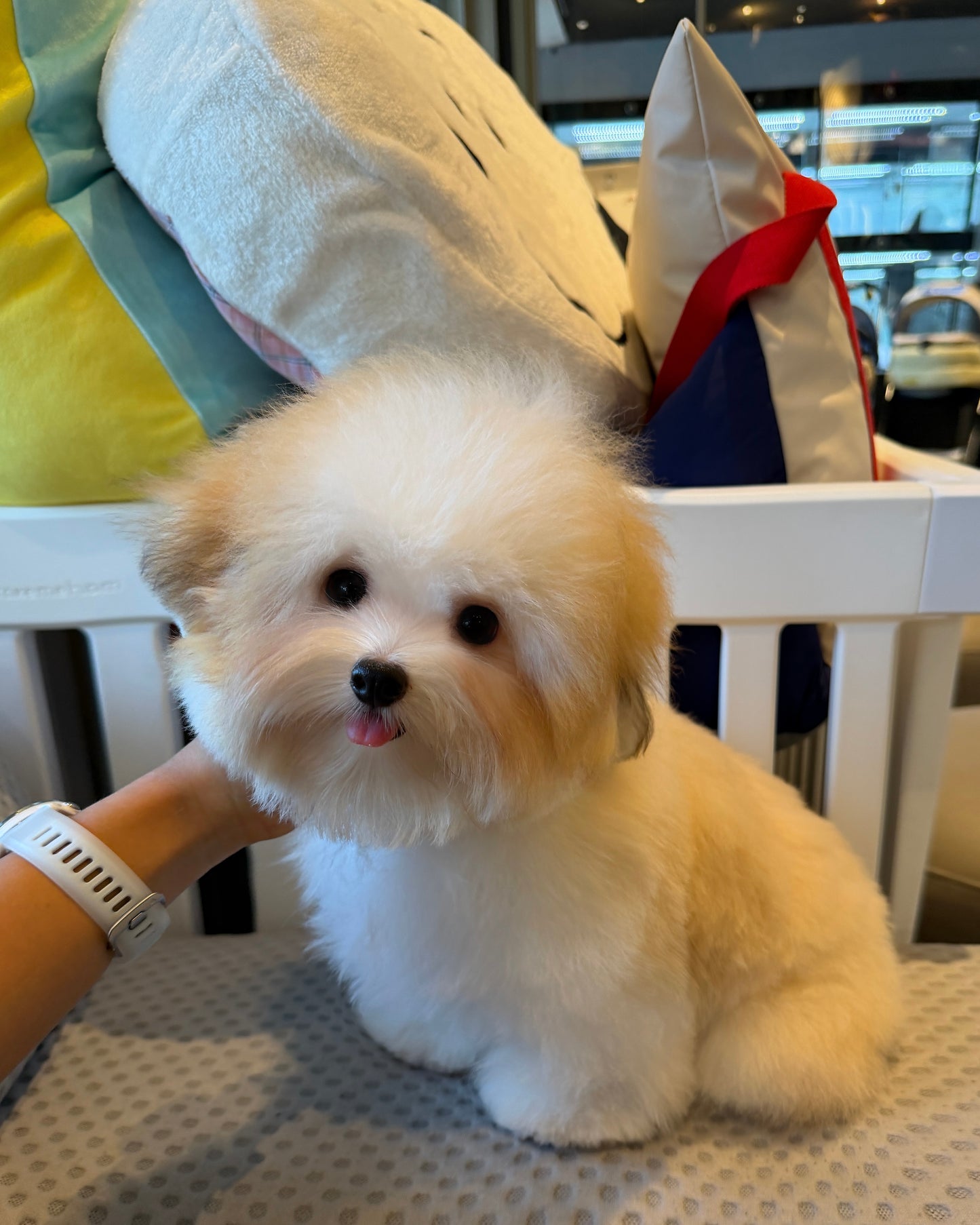 Freya - Coton de Tulear (Parti)