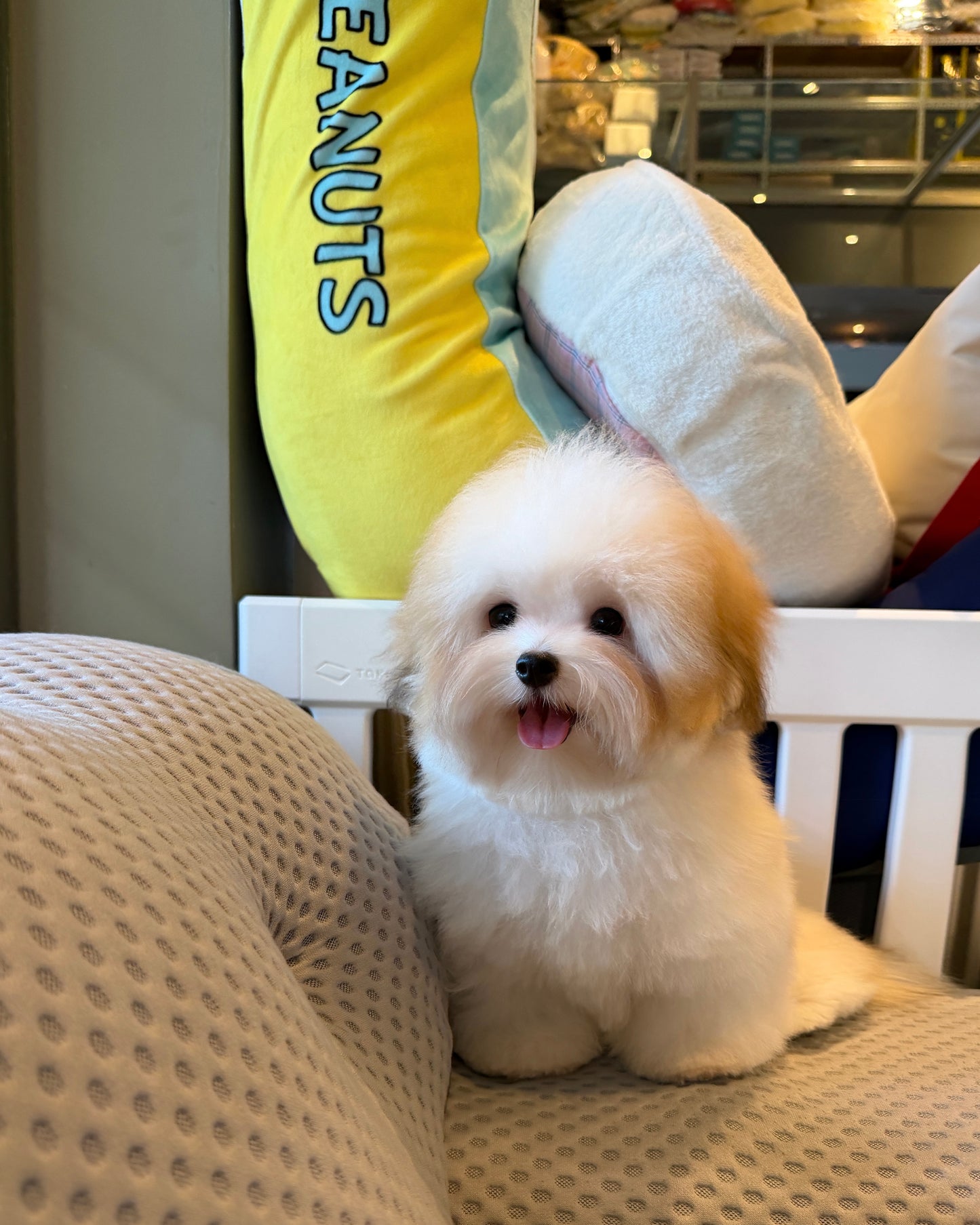 Freya - Coton de Tulear (Parti)