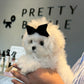 Rupert - Maltese (White)