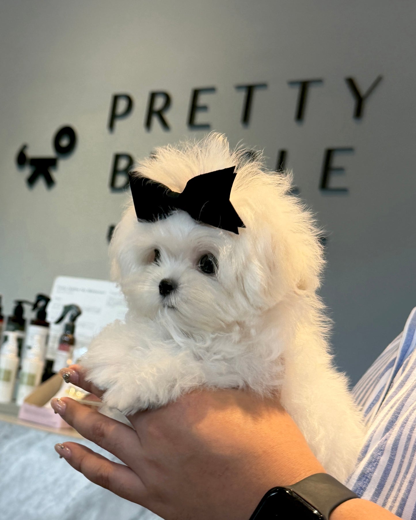 Rupert - Maltese (White)