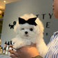 Rupert - Maltese (White)
