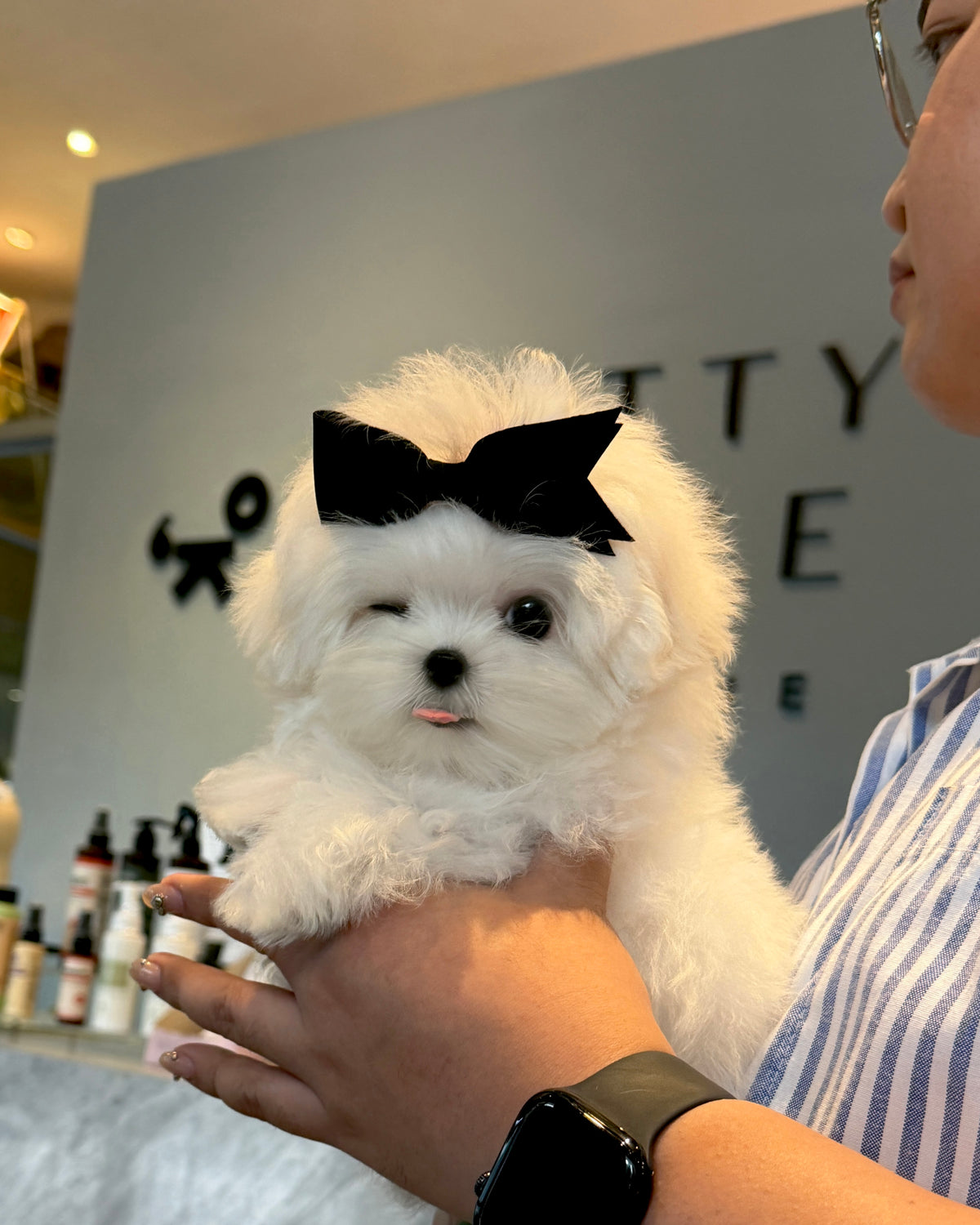Rupert - Maltese (White)