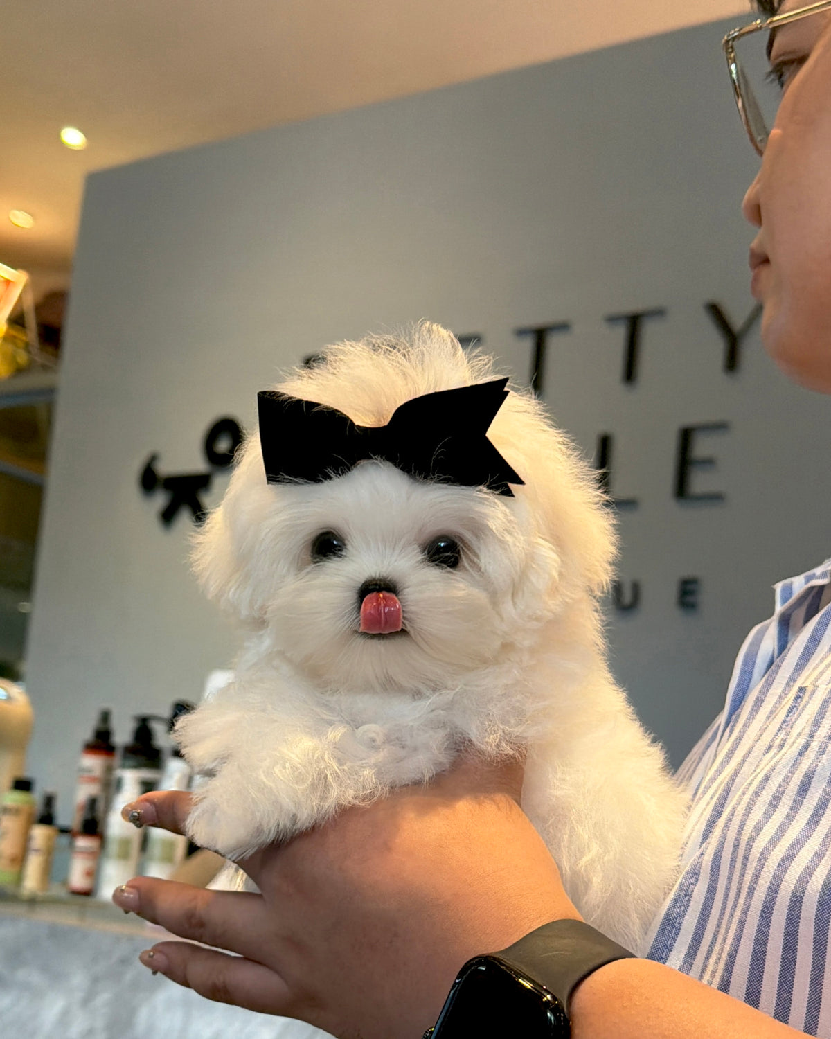 Rupert - Maltese (White)