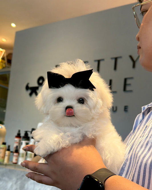 Rupert - Maltese (White)