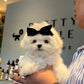 Rupert - Maltese (White)