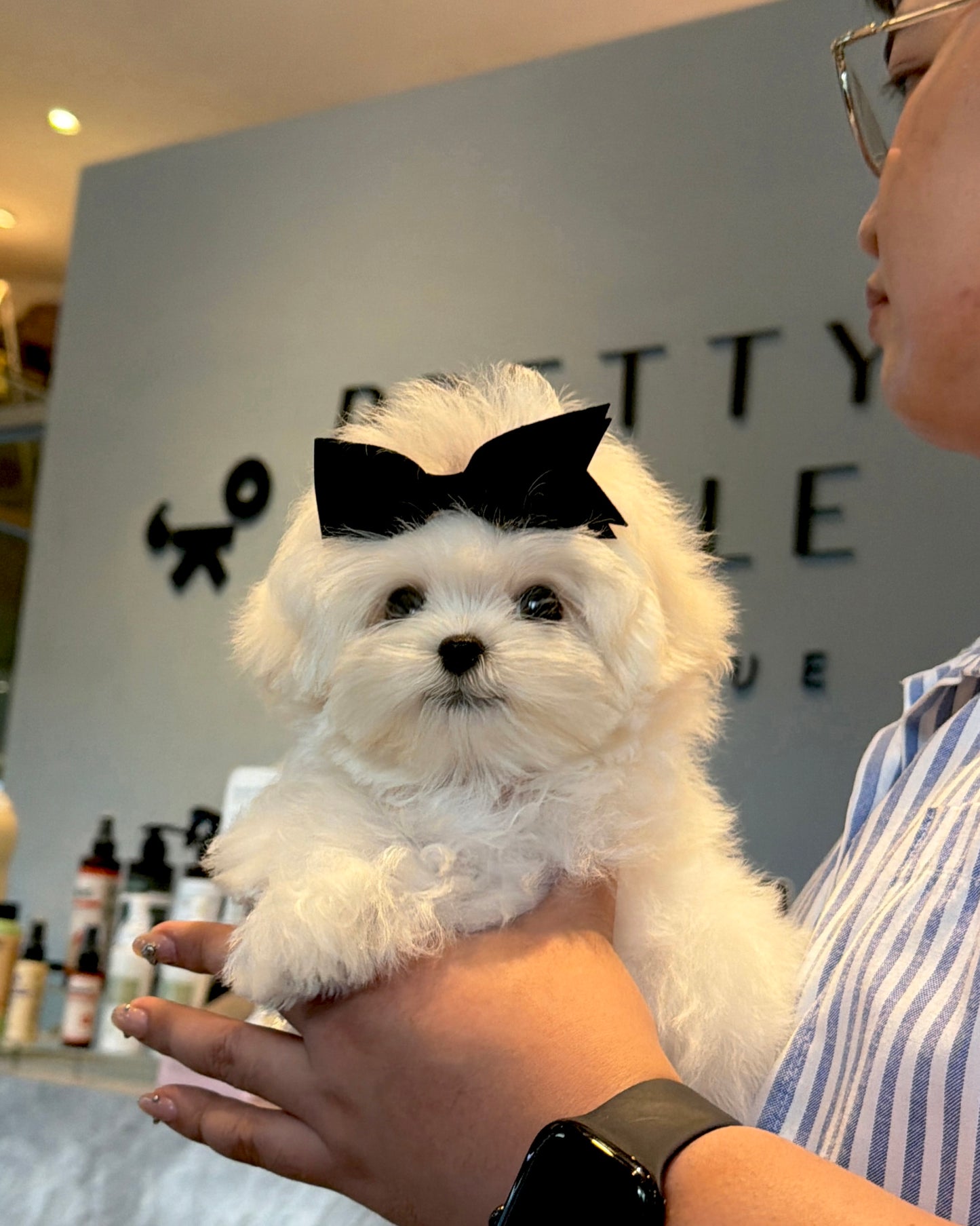 Rupert - Maltese (White)