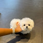 Rupert - Maltese (White)