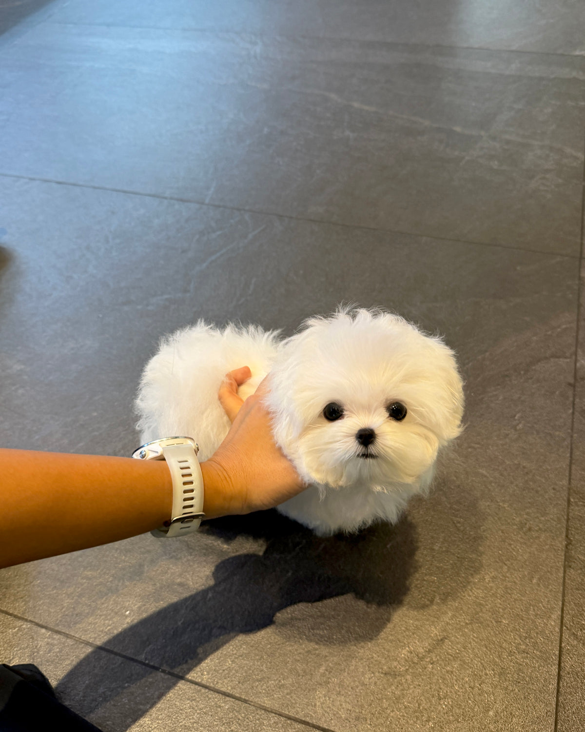 Rupert - Maltese (White)