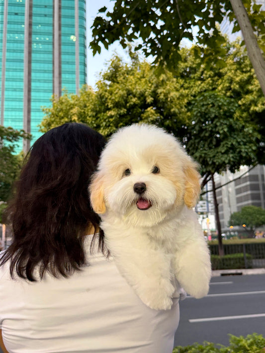 Yuza - Coton de Tulear (White)