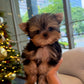 Aria - Teacup Yorkshire Terrier (Silver)