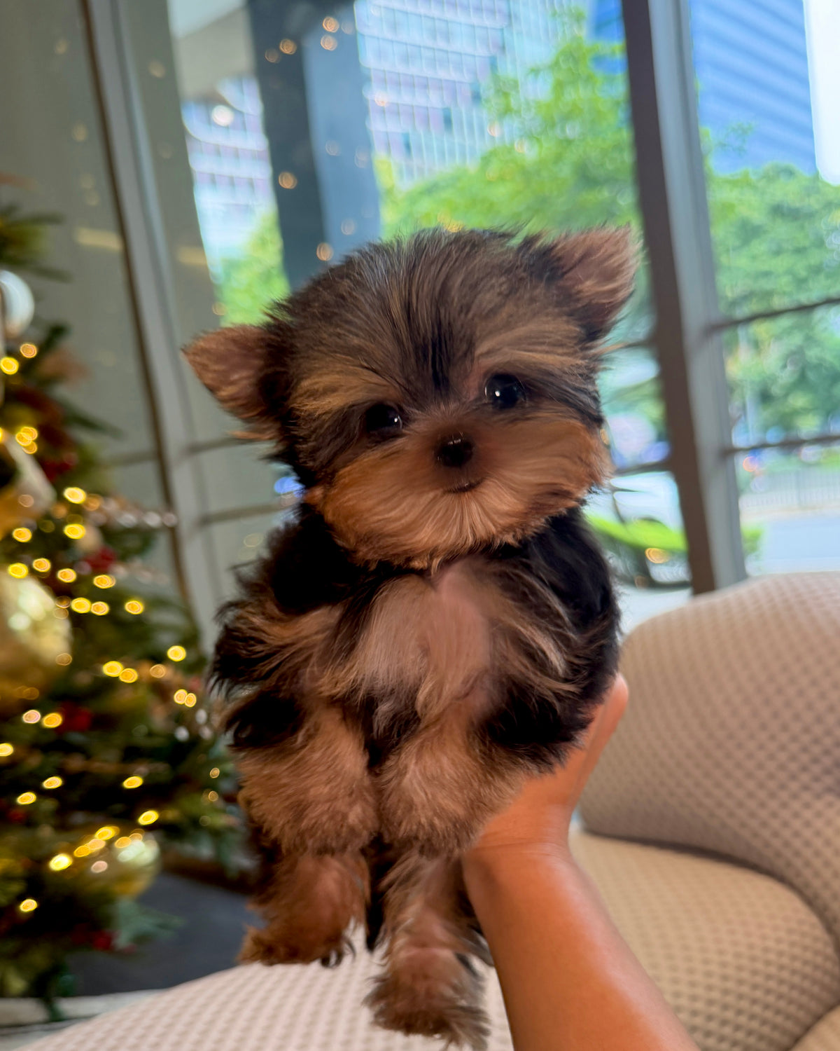 Aria - Teacup Yorkshire Terrier (Silver)