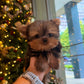 Aria - Teacup Yorkshire Terrier (Silver)