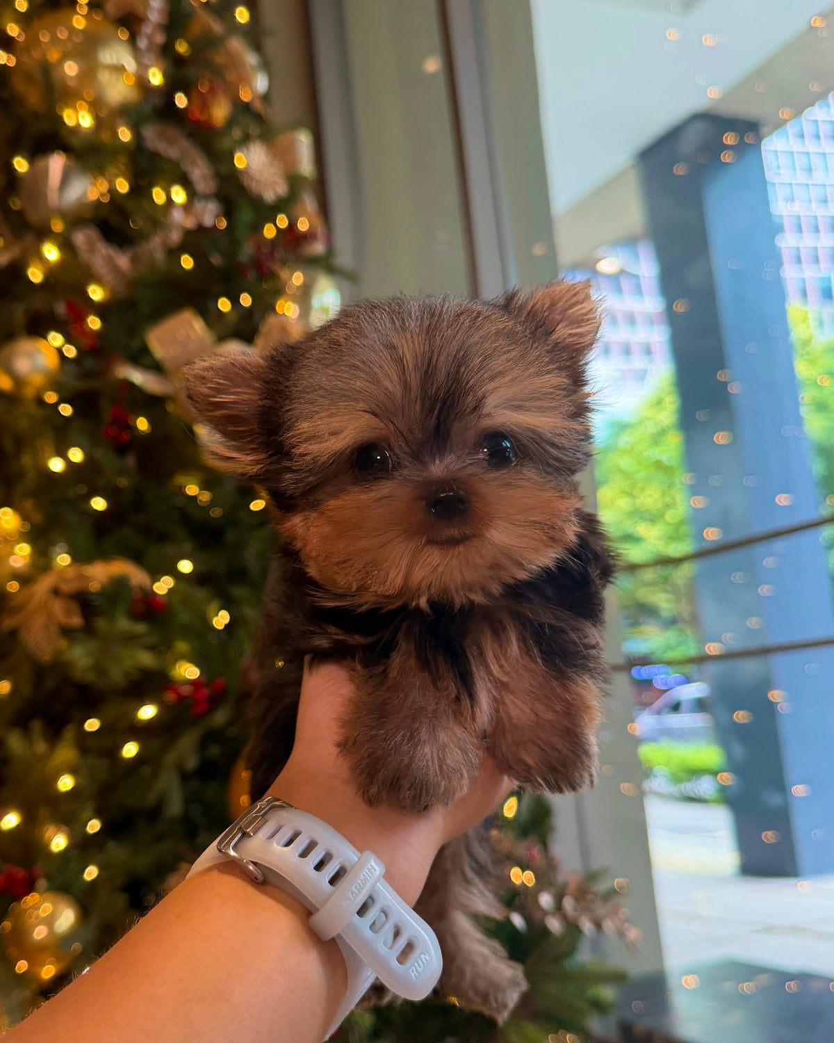 Aria - Teacup Yorkshire Terrier (Silver)
