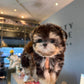 Sage - Teacup Morkie (Black & Tan)