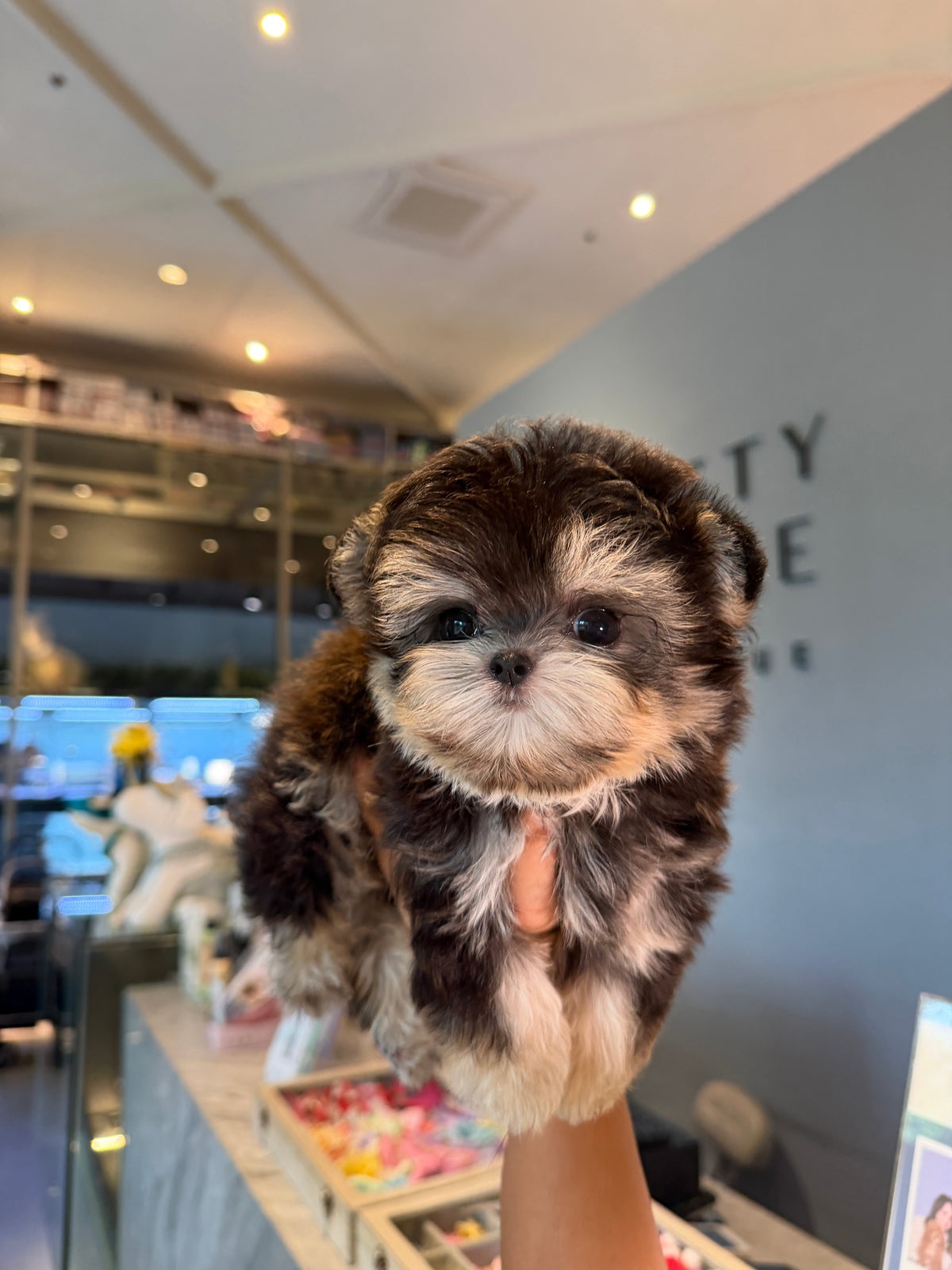 Sage - Teacup Morkie (Black & Tan)