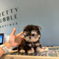 Sage - Teacup Morkie (Black & Tan)