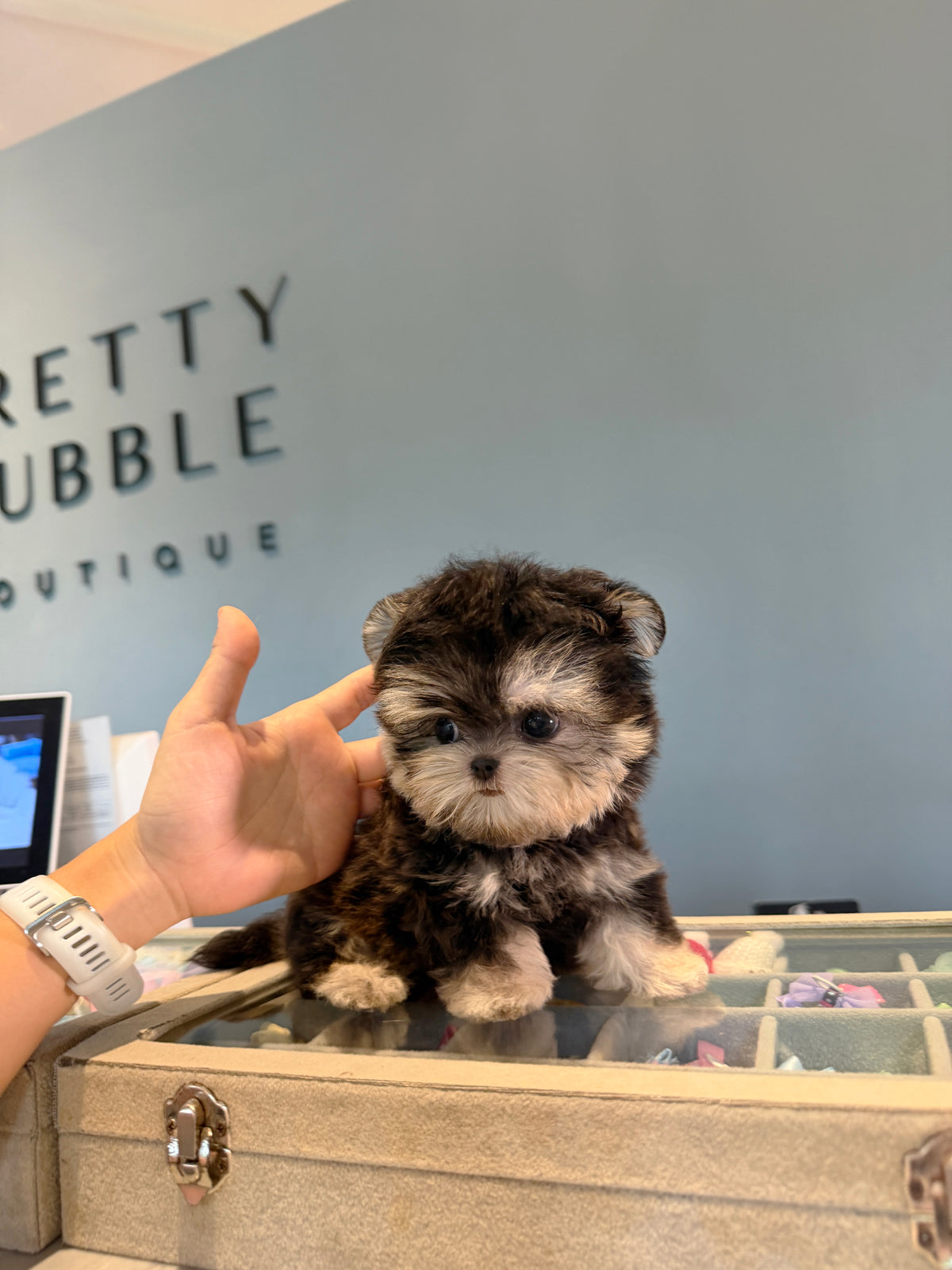 Sage - Teacup Morkie (Black & Tan)