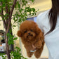 Jhuni - Tiny Poodle (Red : Cebu Branch)